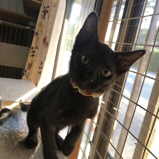 クールに見えて甘えん坊さんです