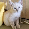 【仲良し兄弟】シャムトラブルーアイのニモくん