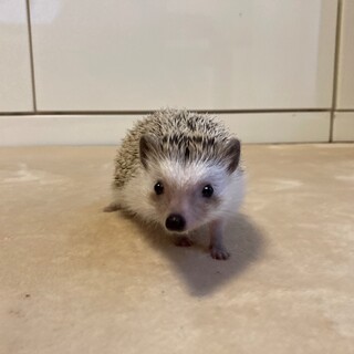 ありがとうございました。