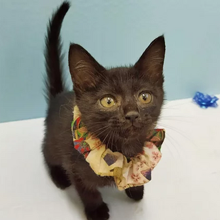 黒猫「3s88」 SKU： 3s88