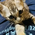 生後2,3ヶ月の子猫
