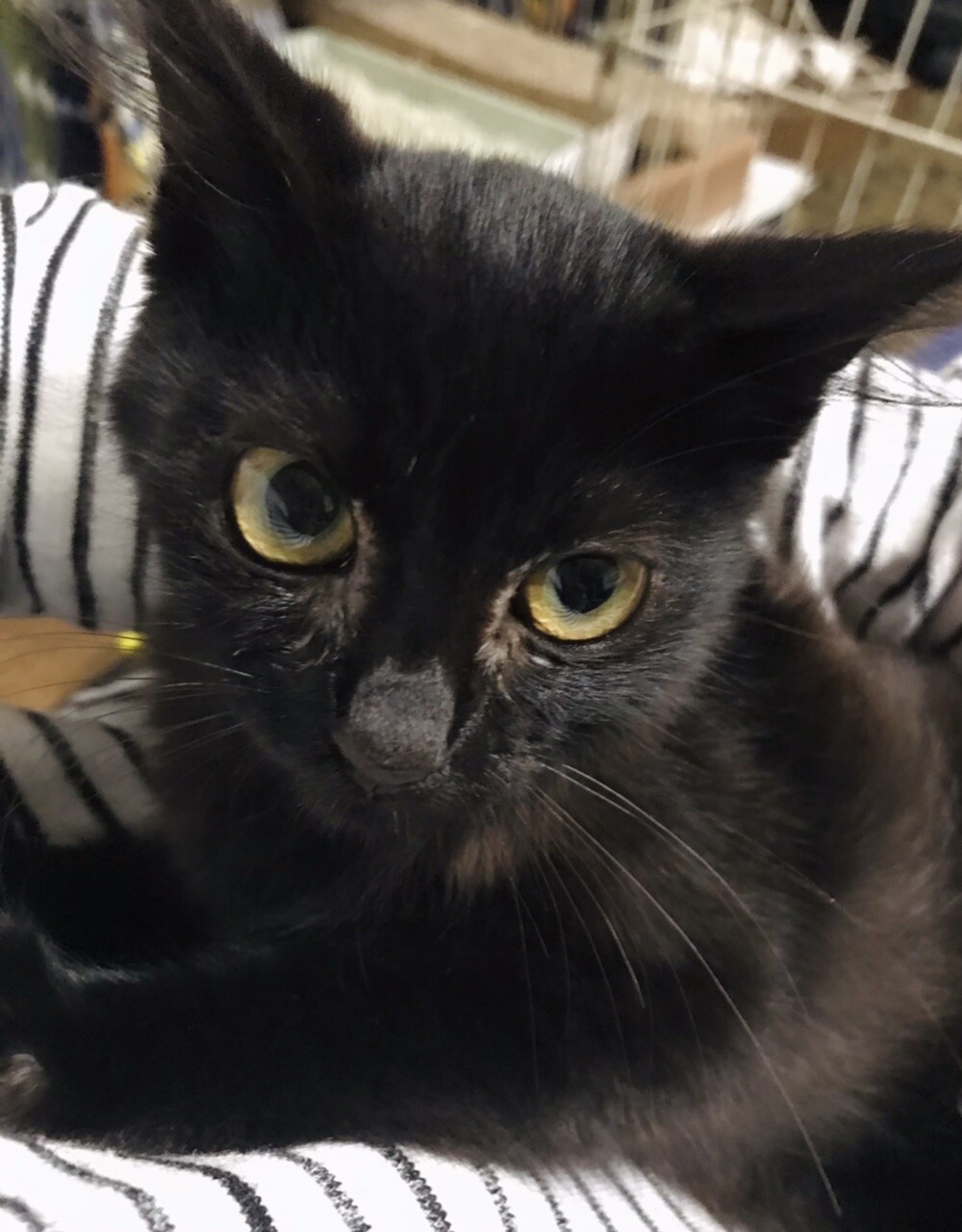 u0026lt;生後2-3ヶ月u0026gt;長毛で」神奈川県 - 猫の里親募集(381120 