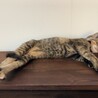 スリゴロで元気いっぱいキジトラサビちゃん サムネイル2