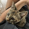 スリゴロで元気いっぱいキジトラサビちゃん サムネイル3