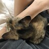 スリゴロで元気いっぱいキジトラサビちゃん サムネイル4