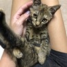 スリゴロで元気いっぱいキジトラサビちゃん サムネイル5