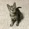 スリゴロで元気いっぱいキジトラサビちゃん サムネイル6
