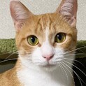スタイル抜群！美人猫の甘えん坊「スズメ」ちゃん。