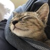 スリゴロで元気いっぱいキジトラサビちゃん サムネイル7