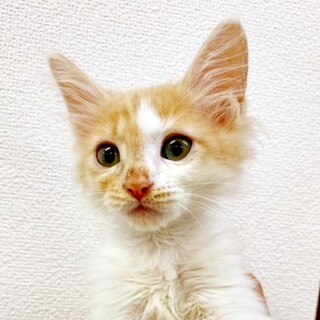 【長毛美男子くん】２ヵ月の男の子