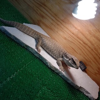 サバンナモニター 