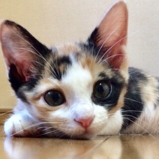 可愛すぎる三毛仔猫☆ももちゃん❣️