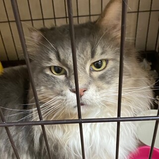 人懐こくて性格花丸可愛い子です。