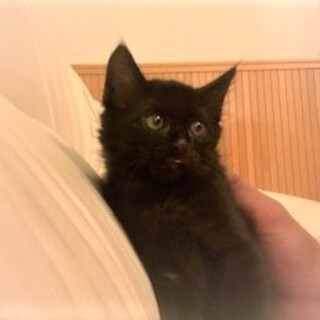 穏やかで優しい生後2ヶ月の男の子（ピノ君）