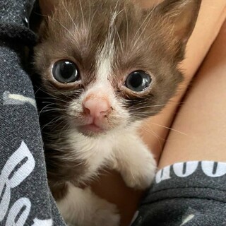 ＊募集一時停止＊大きなお目目のいろはちゃん