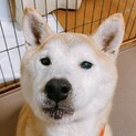 柴犬　男の子　元気です！