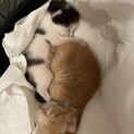 赤ちゃん猫の兄妹