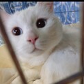 頭突きのスリスリゴロゴロ子育て頑張ったママ