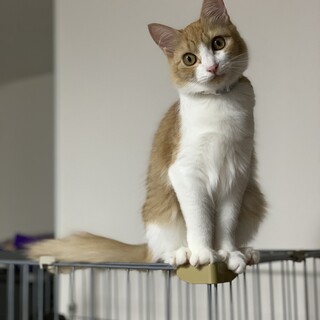 おっとりなけいちゃん