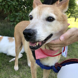 パルちゃん、正式譲渡になりました