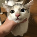 雑種　オッドアイ　５ヶ月
