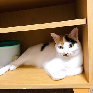 物静かな三毛猫さんです