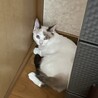 まだ慣れないようです