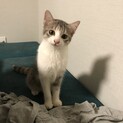 雑種　５ヶ月　クリーム茶色　子猫