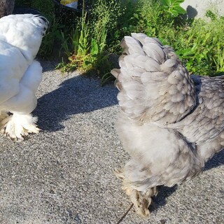 ブラマ雄♂️　里親募集