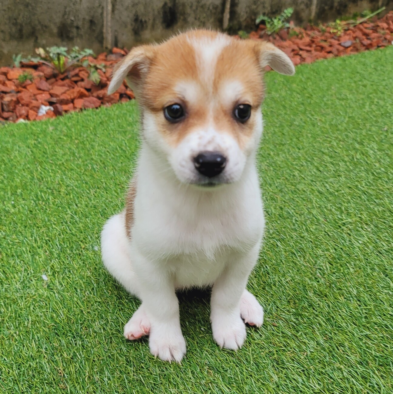 募集一時停止 茶白の可愛 岡山県 犬の里親募集 ペットのおうち 月間利用者150万人