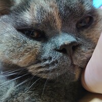 モニカ