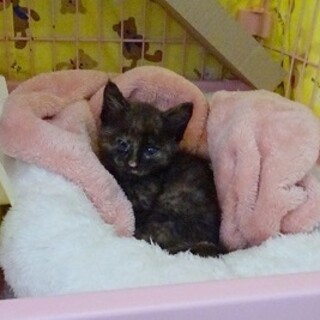 草に絡まって鳴いていました☆生後１か月のサビ猫