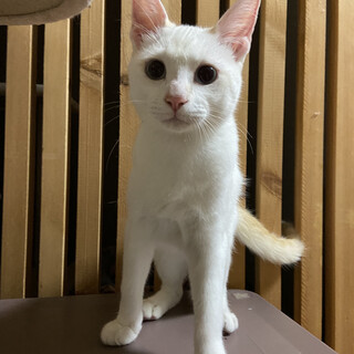 尻尾は茶トラ身体は真っ白　甘えたデレ男