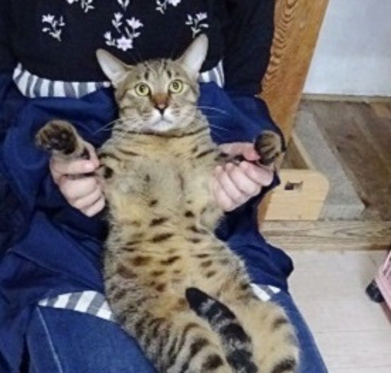 シャイな男の子 茶色の毛 兵庫県 猫の里親募集 ペットのおうち 月間利用者150万人