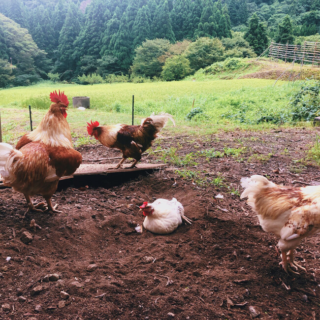 ぴよの親のカバー写真