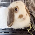 ロップイヤー 3歳 里親募集