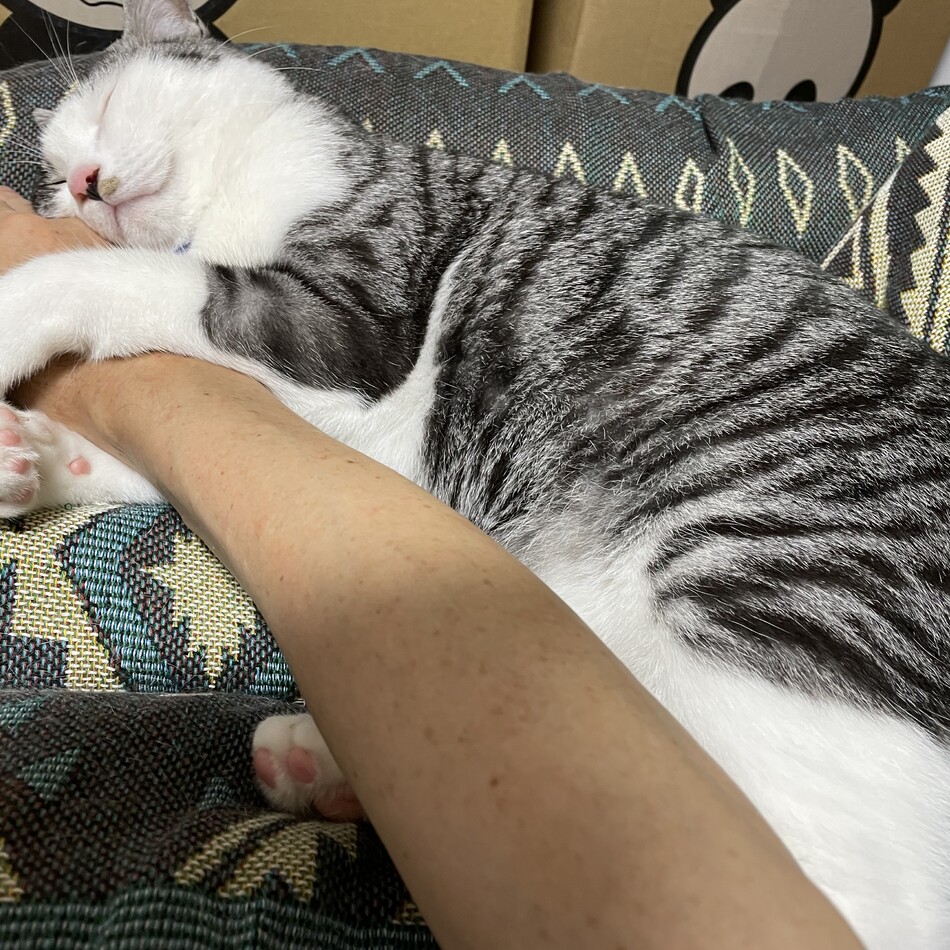 リモンのカバー写真