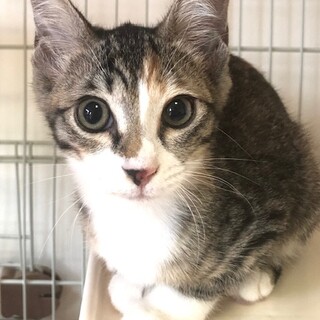 穏やかで優しいビビリな女の子　ちづるちゃん