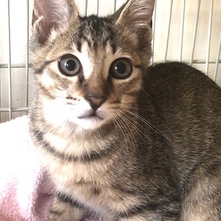 元気いっぱいのわんぱく小僧　しょうへい君
