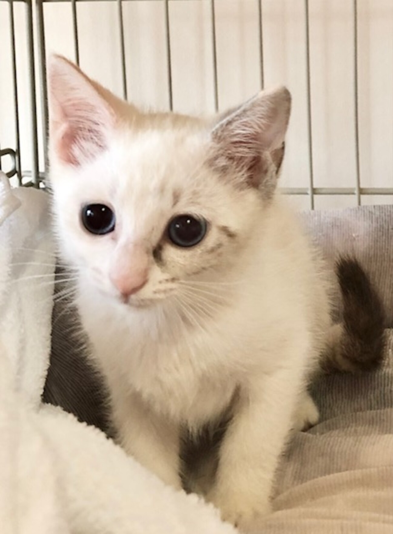 抱っこ大好き甘えんぼ み 静岡県 猫の里親募集 3810 ペットのおうち 月間利用者150万人