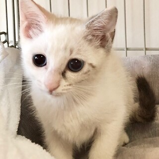 抱っこ大好き甘えんぼ　みまちゃん