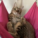 1歳オス むぎわら猫 まーちゃん