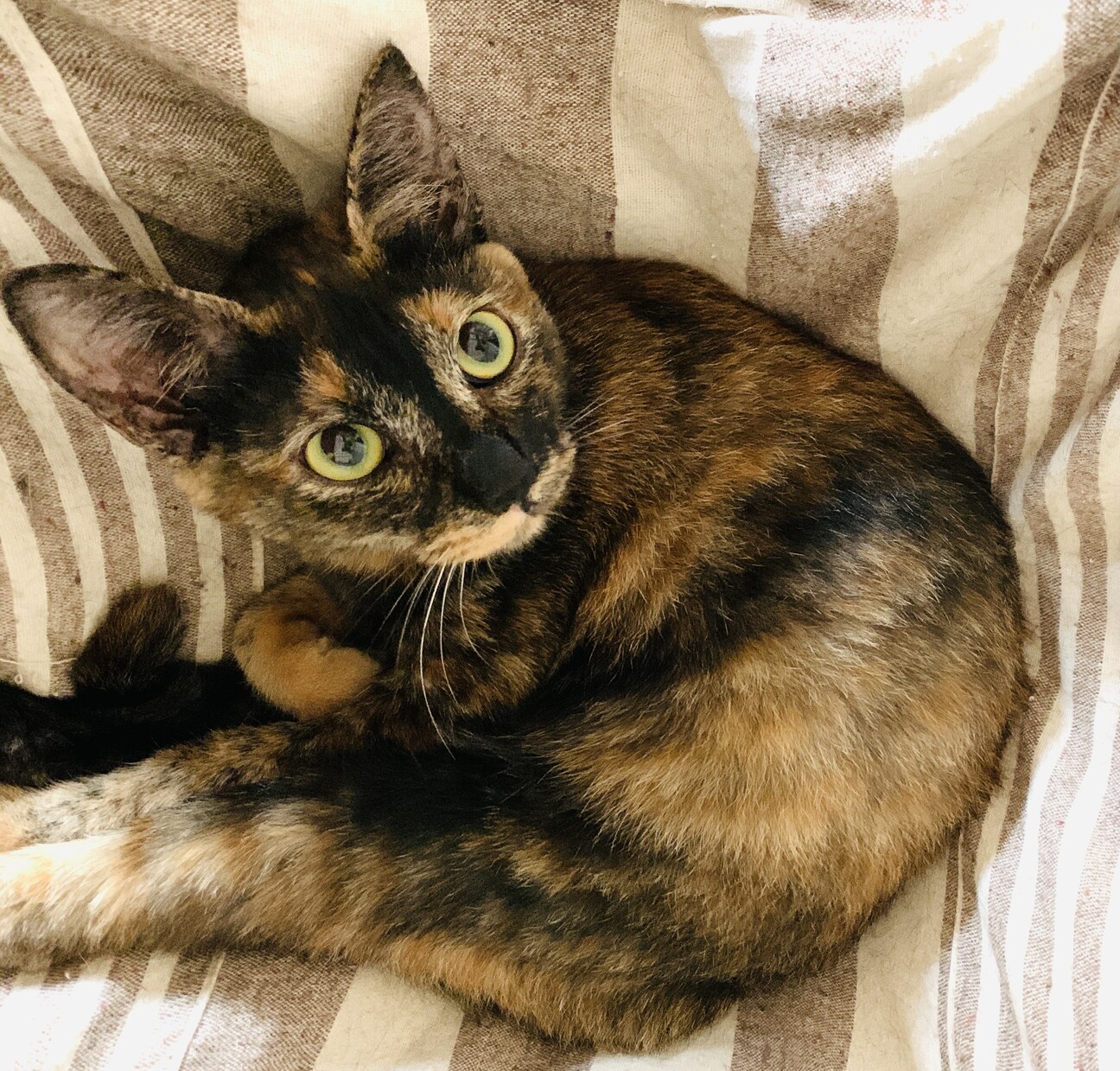 1歳メス サビ猫 なでちゃん 千葉県 猫の里親募集 ペットのおうち 月間利用者150万人