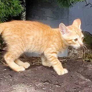 元気いっぱいの茶トラちゃん