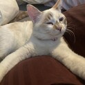 シャム似の子猫さん