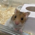 ゴールデンハムスター