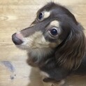 ミニチュアダックスフンド  チョコレート＆クリーム