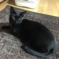 クー
