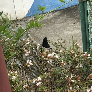 アゲハ蝶です。