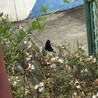 アゲハ蝶です。